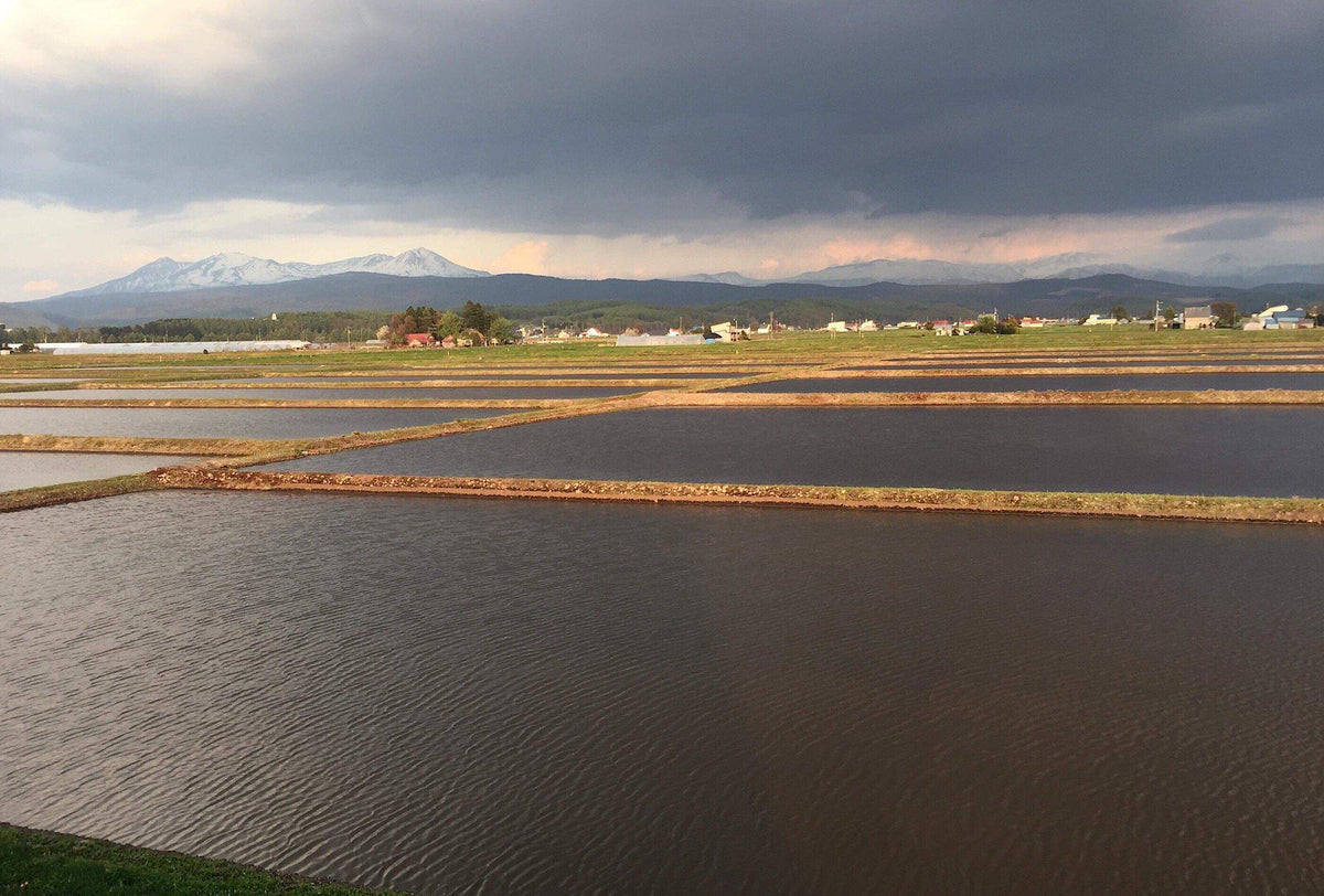 ため息の出る程美しい東川の田園風景