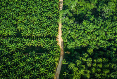 The Man of the Forest