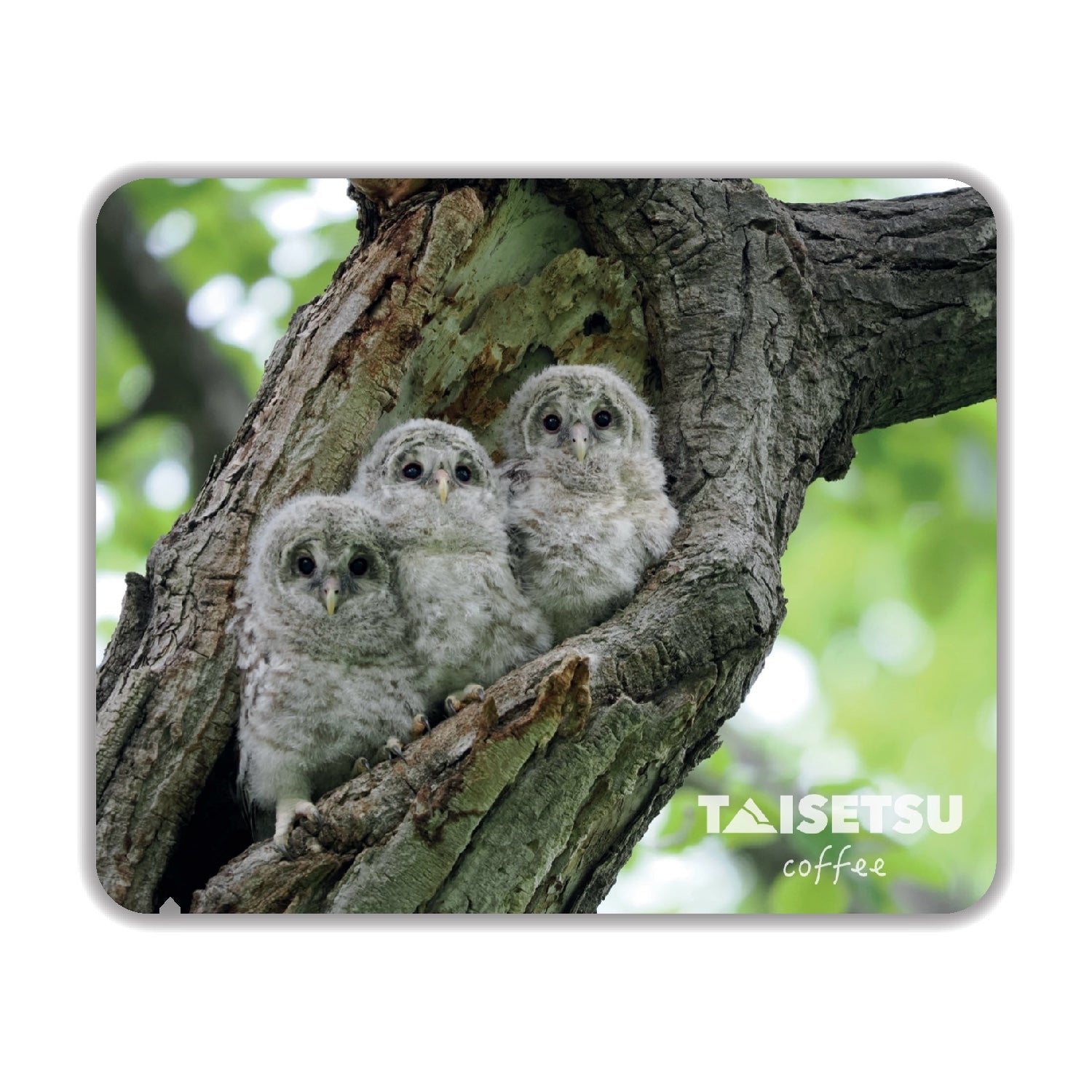 木の洞から顔を出す３羽のエゾフクロウの險 - TAISETU COFFEEドリップバッグ / Three Ural owl chicks peeking from a tree hollow – Taisetsu Coffee drip bag