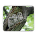 木の洞から顔を出す３羽のエゾフクロウの險 - TAISETU COFFEEドリップバッグ / Three Ural owl chicks peeking from a tree hollow – Taisetsu Coffee drip bag
