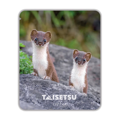 Twin Marten (058)