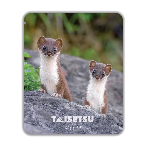 Twin Marten (058)