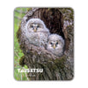 Baby OWLS (055)