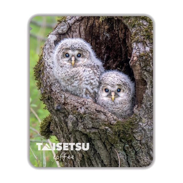 Baby OWLS (055)