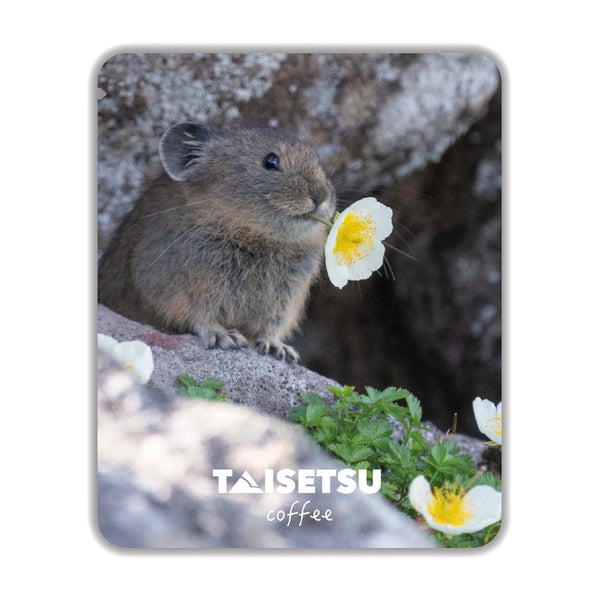 ナキウサギ - Pika (062)