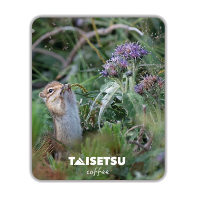 ムカゴトラノオを食む／エゾシマリス (064)