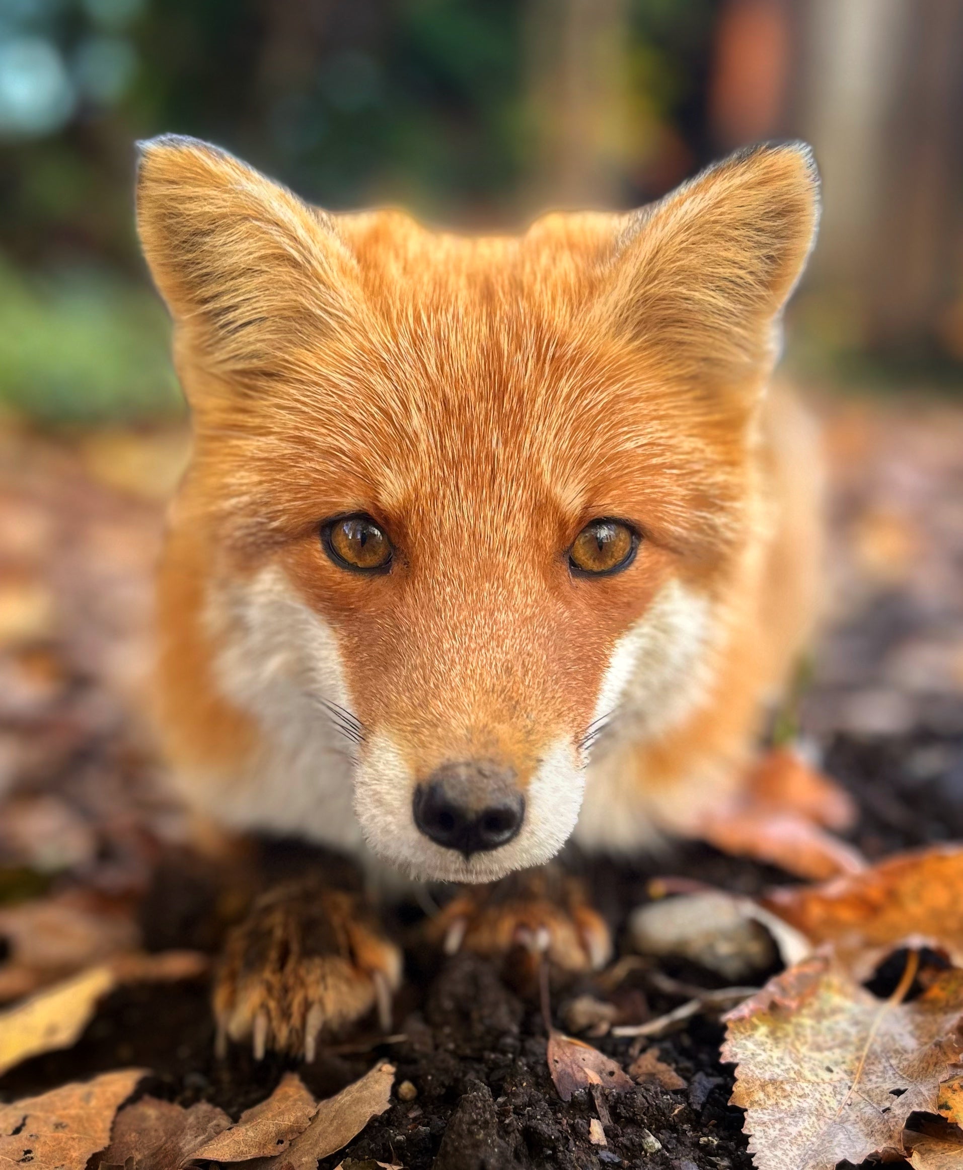 キタキツネ - 北海道の野生動物